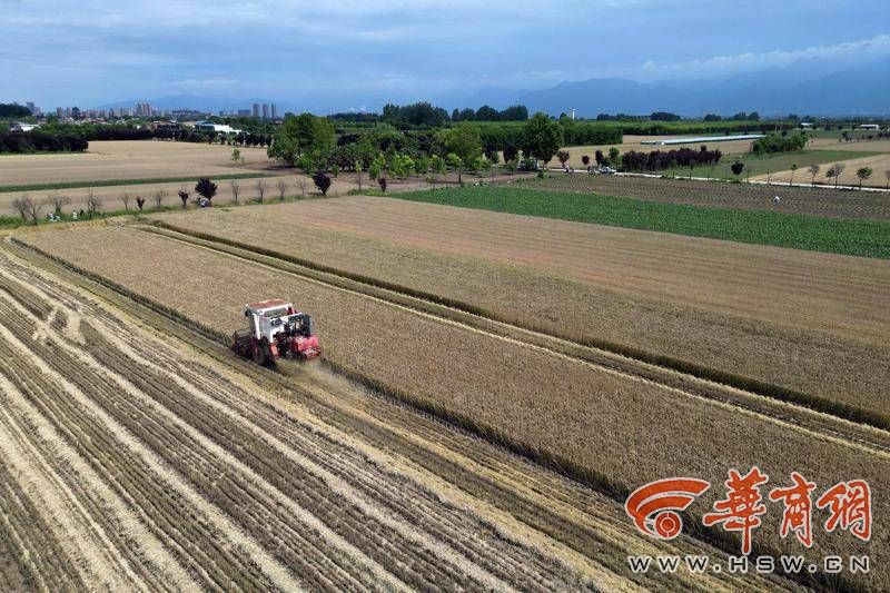 西安临潼区、鄠邑区趁天晴争分夺秒抢收已成熟的小麦(图8) 3b71695401c4b127fcf28ec27ba5ba4.jpg