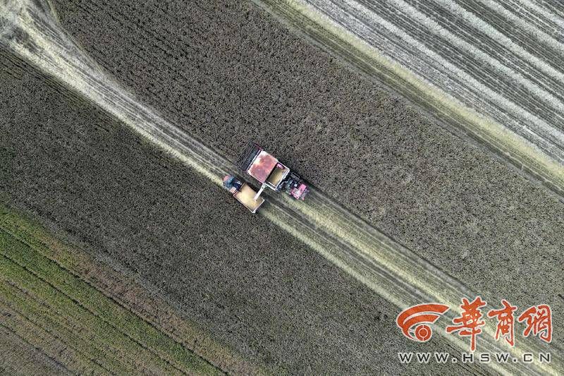 西安临潼区、鄠邑区趁天晴争分夺秒抢收已成熟的小麦(图9) 2c9a160addb6351a64bd6e321f215fc.jpg