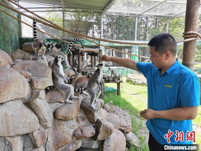 白虎、小熊猫也能当“宠物”?西安一动物园“云认养”走热(图1) fa9b02250554d79dca6b268be6d8f755.jpeg