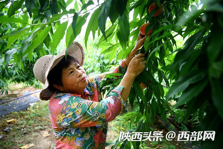 新一届“桃王”名单出炉!西安鲜桃评优活动在长安区举办(图3) ff68d175507d1fca8e855815433eec31.jpeg