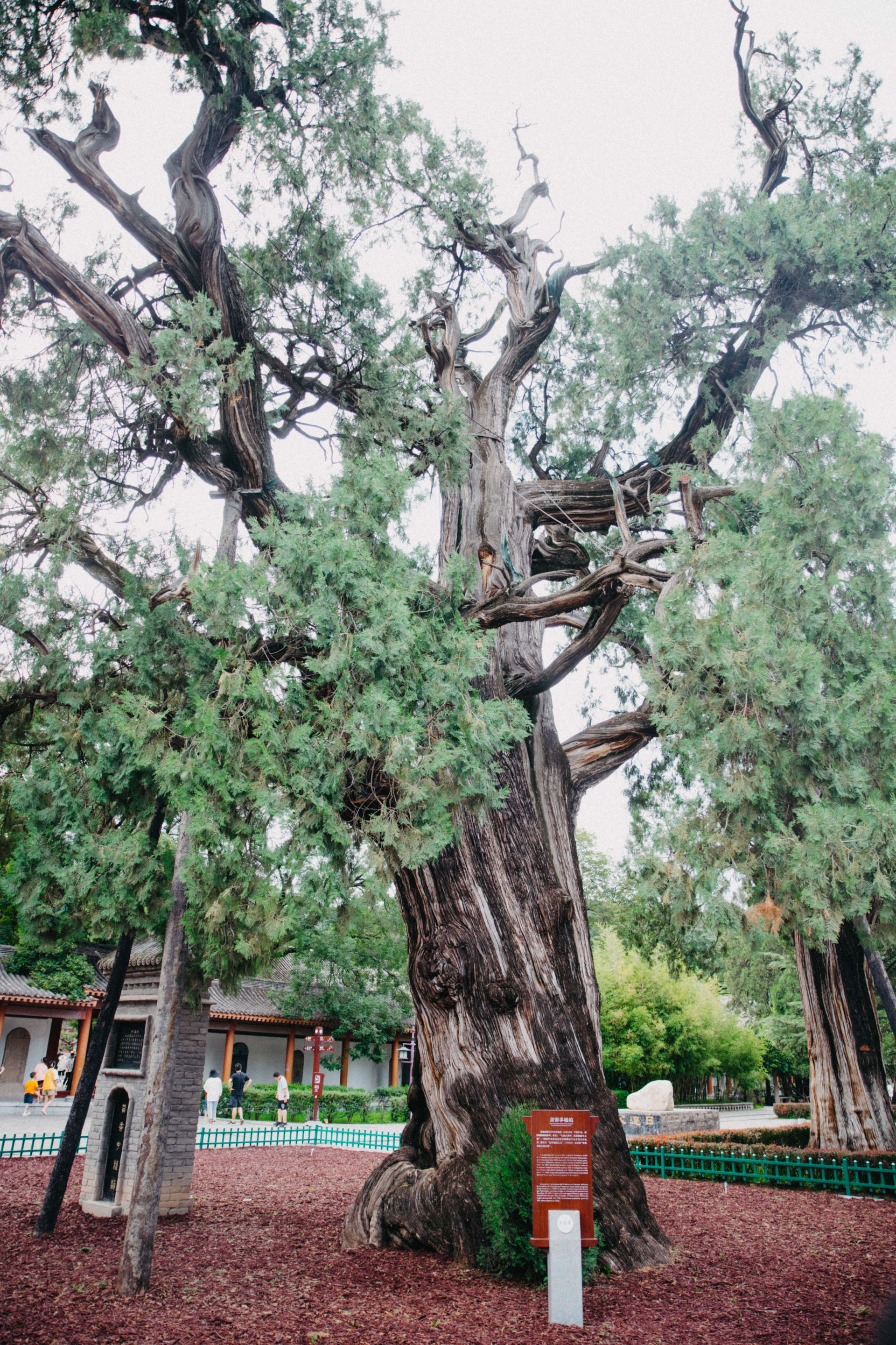 让见证人类文明的“活化石”焕发更加旺盛的生命力(图1) 让见证人类文明的“活化石”焕发更加旺盛的生命力(图1)