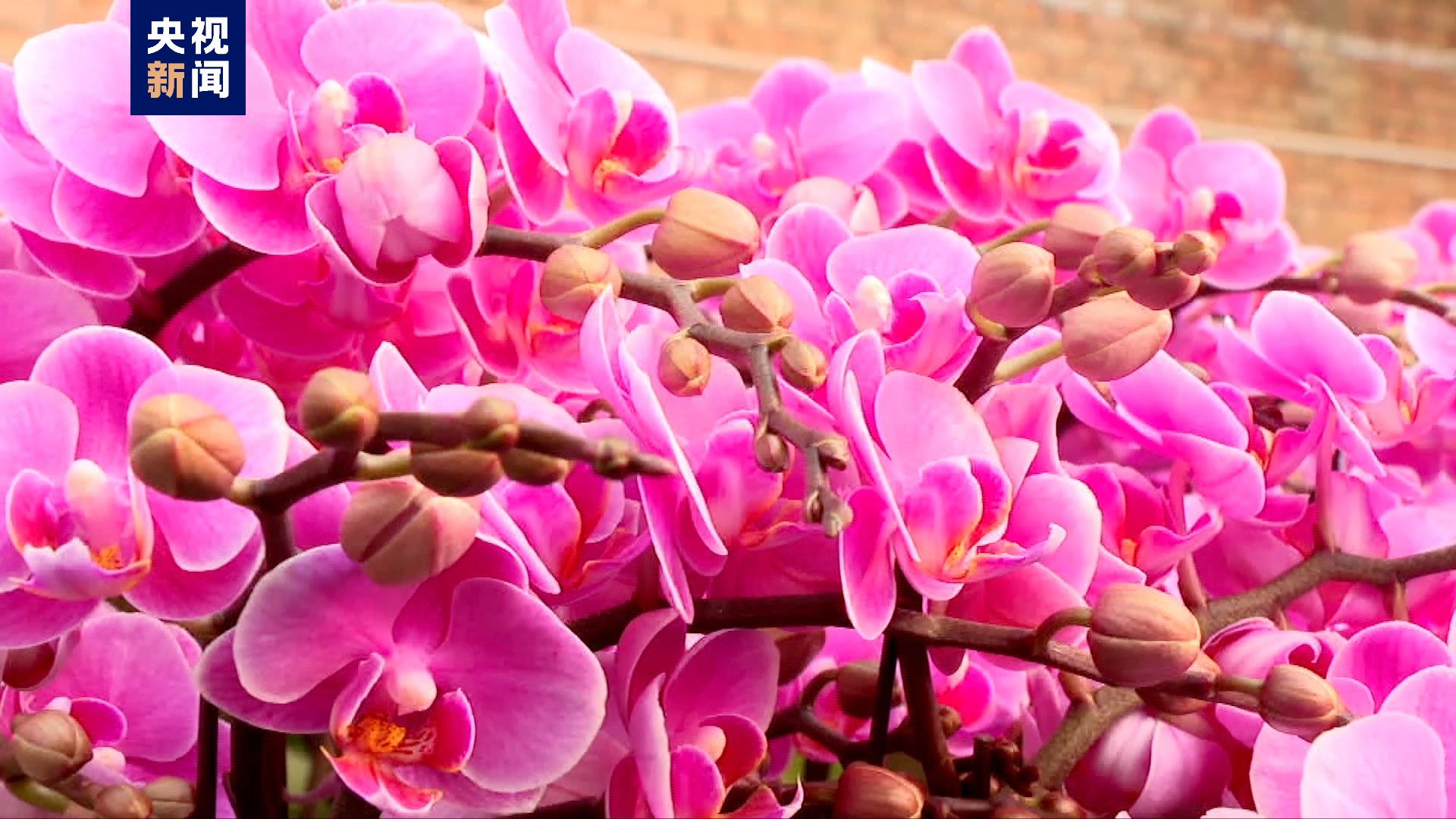 陕西西安:年宵花陆续上市 喜庆迎新年(图3) 陕西西安:年宵花陆续上市 喜庆迎新年(图3)