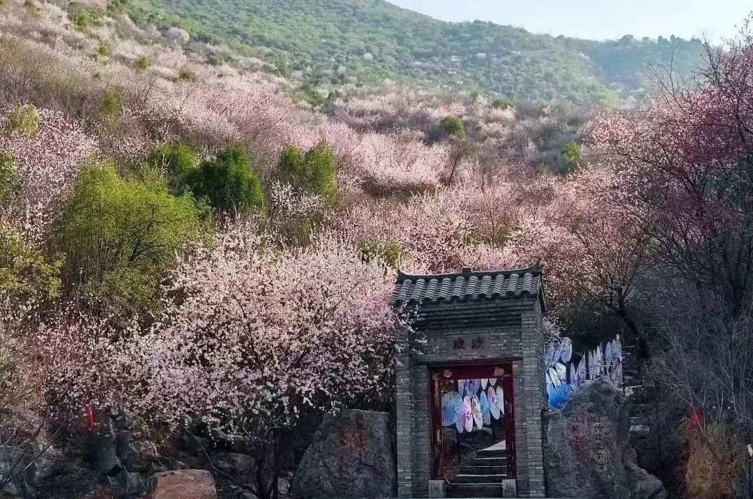 山桃花开了，穿着汉服赏美景，免票！(图1)