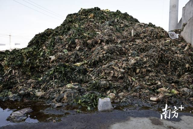 堆在地上的橄榄菜原料——芥菜。南方日报、南方+ 吴明 拍摄