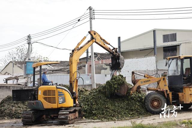 “腐菜”变“美味”？知名橄榄菜企业生产环境触目惊心