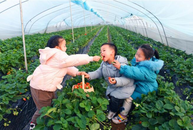 休闲农业让庄稼种出时尚感 实现了美丽环境向美丽经济的蝶变(图2)