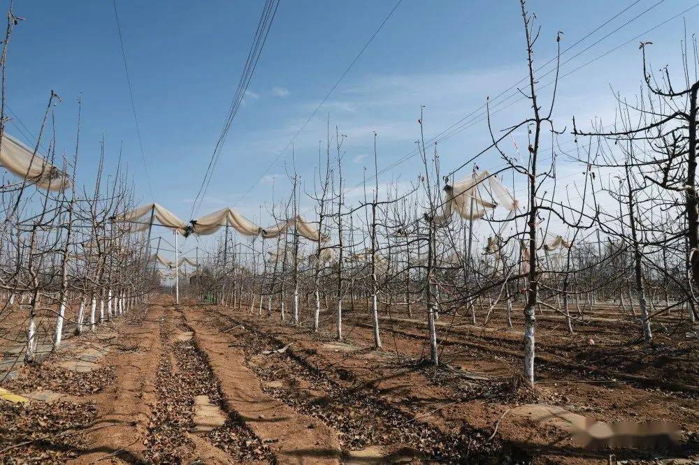 为乡村振兴“添力鼓劲”——记2022年度陕西省学雷锋活动示范点延长县人民检察院 (图3)