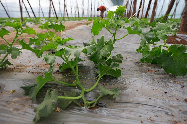 制定科学规划,筑牢生态屏障,推动生产、生活、生态融合共生,成为农业发展的新风向(图5) 4.jpg