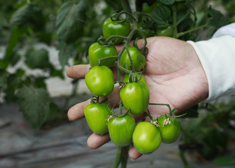 制定科学规划,筑牢生态屏障,推动生产、生活、生态融合共生,成为农业发展的新风向(图6) qFDWp1L2VSdnLPx9.png