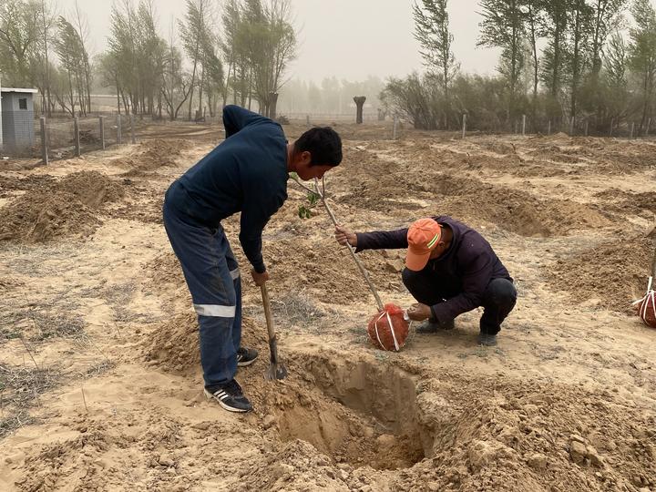 陕西榆林:榆阳区巴拉素镇 伙场经济助力村美民富产业兴(图2) 陕西榆林:榆阳区巴拉素镇 伙场经济助力村美民富产业兴(图2)