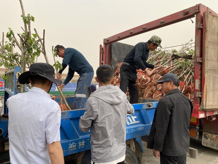 陕西榆林:榆阳区巴拉素镇 伙场经济助力村美民富产业兴(图4) 陕西榆林:榆阳区巴拉素镇 伙场经济助力村美民富产业兴(图4)