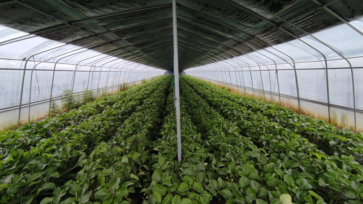 王家湾村的“煌香草莓”种植大棚（央广网发 杨煜婷 摄）