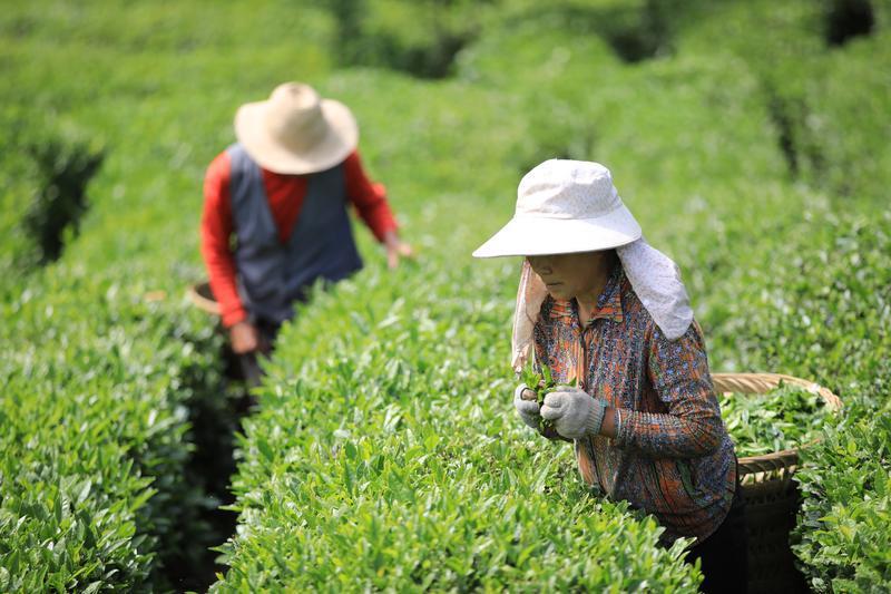返乡创业女大学生和她的【茶姑娘服务队】宣传茶文化,为乡村振兴贡献茶产业力量(图3) 返乡创业女大学生和她的【茶姑娘服务队】宣传茶文化,为乡村振兴贡献茶产业力量(图3)