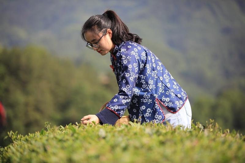 返乡创业女大学生和她的【茶姑娘服务队】宣传茶文化,为乡村振兴贡献茶产业力量(图2) 返乡创业女大学生和她的【茶姑娘服务队】宣传茶文化,为乡村振兴贡献茶产业力量(图2)
