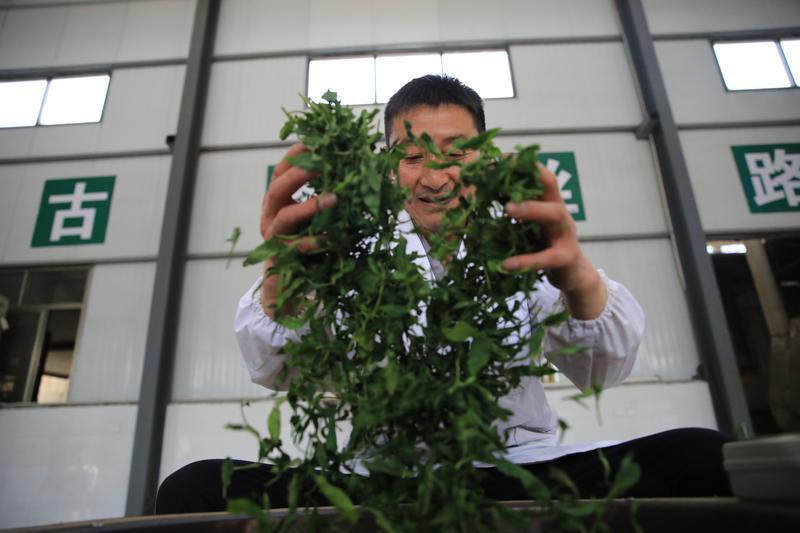 返乡创业女大学生和她的【茶姑娘服务队】宣传茶文化,为乡村振兴贡献茶产业力量(图4) 返乡创业女大学生和她的【茶姑娘服务队】宣传茶文化,为乡村振兴贡献茶产业力量(图4)