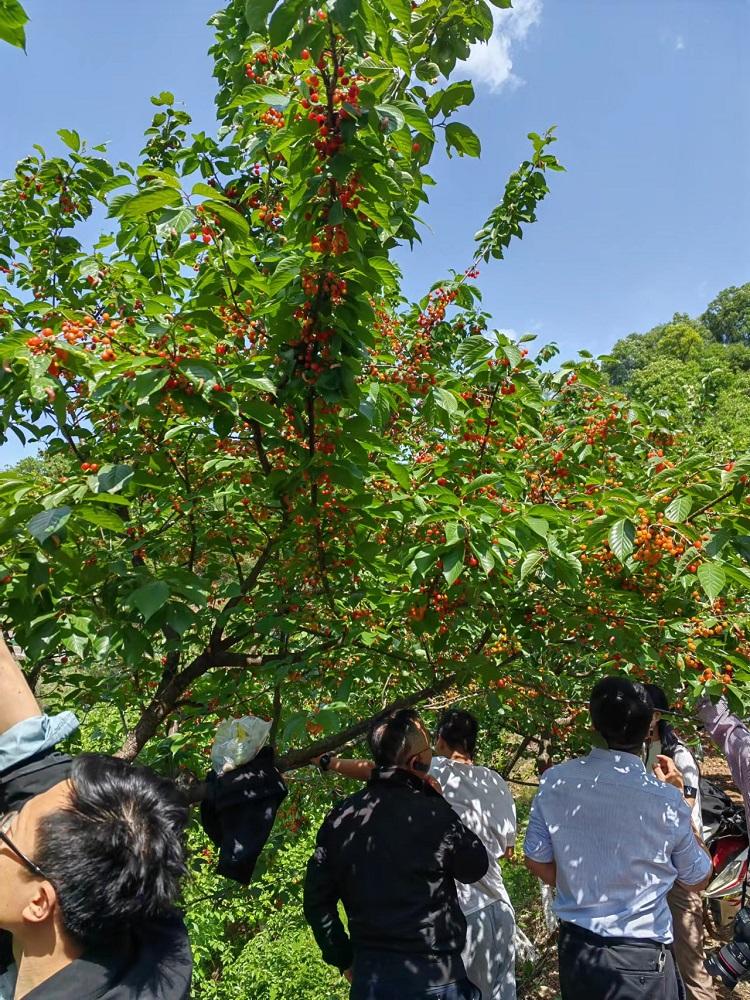 略阳县徐家坪镇：积极探索乡村振兴楷模之路(图12)