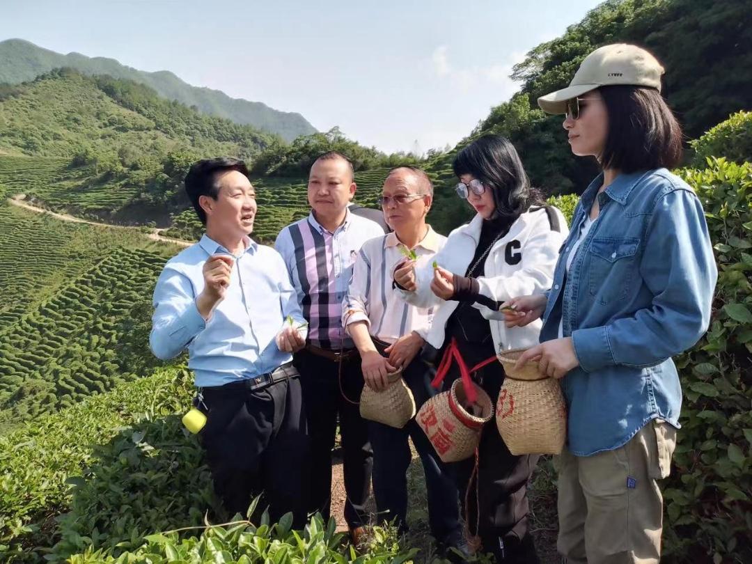 陕西婵茶文化共享茶园孵化基地项目启动(图3) 陕西婵茶文化共享茶园孵化基地项目启动(图3)