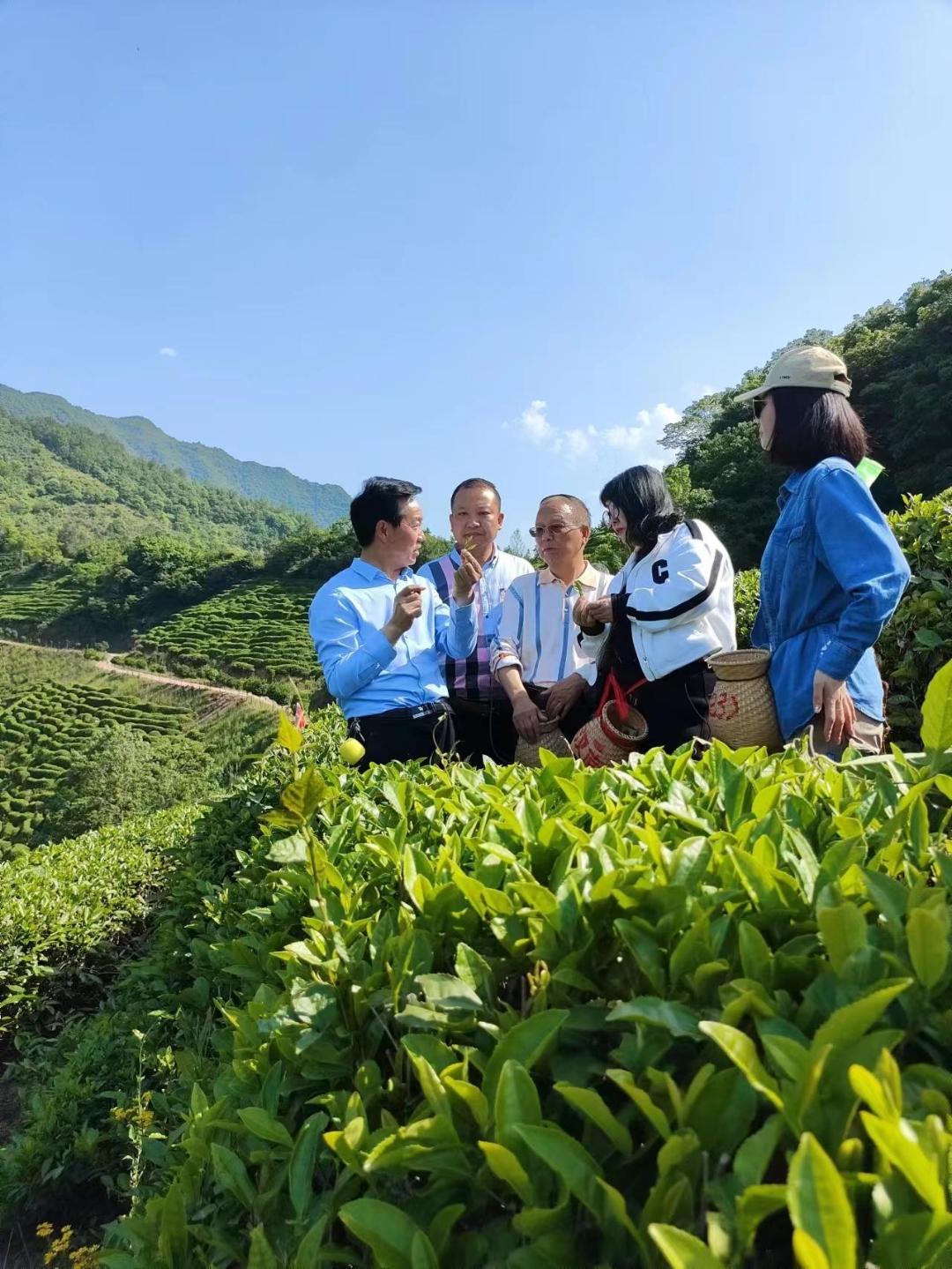 陕西婵茶文化共享茶园孵化基地项目启动(图4) 陕西婵茶文化共享茶园孵化基地项目启动(图4)