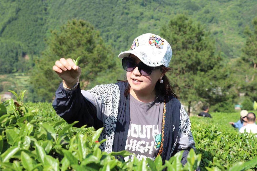 陕西婵茶文化共享茶园孵化基地项目启动(图6) 陕西婵茶文化共享茶园孵化基地项目启动(图6)