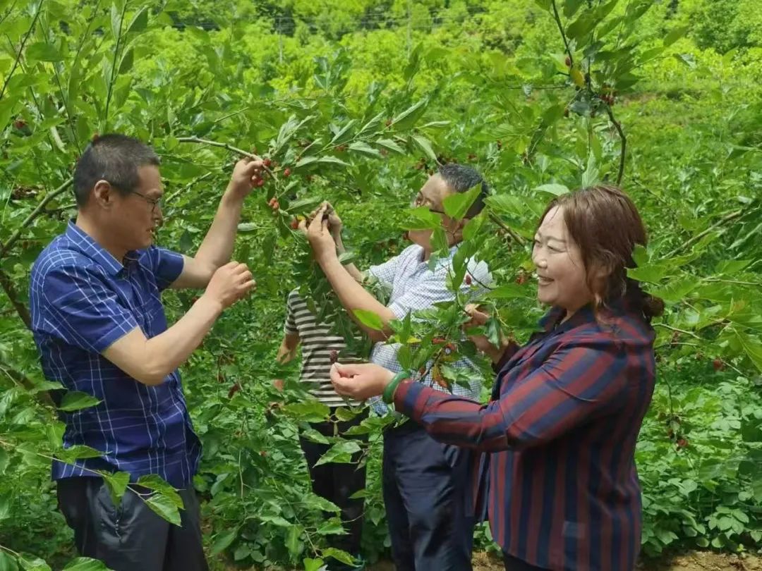 ▲陕西省蚕桑专家来到基地开展种养殖技术指导。（右一为张雪花）