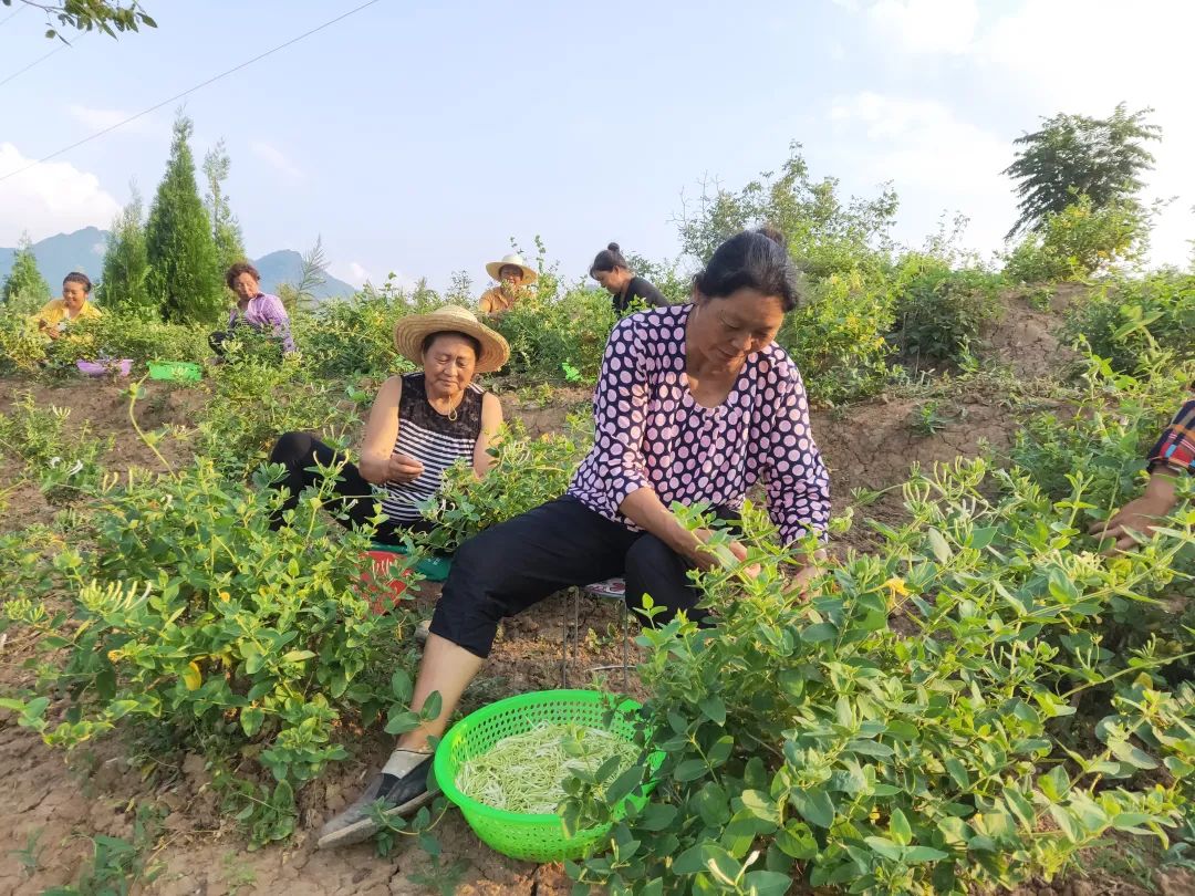陕西社会组织“合力团”助力乡村振兴显身手(图6)
