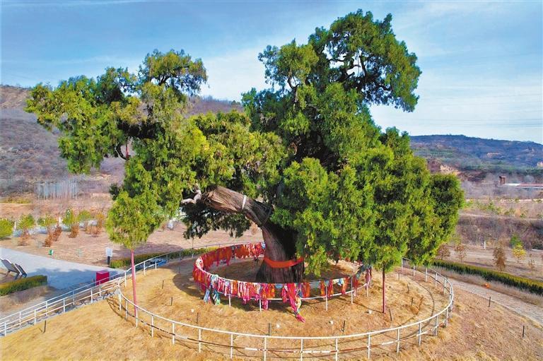 【护好绿色“活化石”】全国5000年以上5株古树均在陕西(图3)