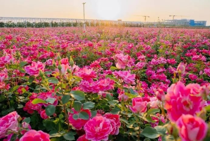 陕西推介发布24条夏季乡村休闲旅游行精品线路(图2) 图片