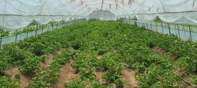 府谷白云乡村：刷新外观“颜值” 提升内在“气质”(图4)