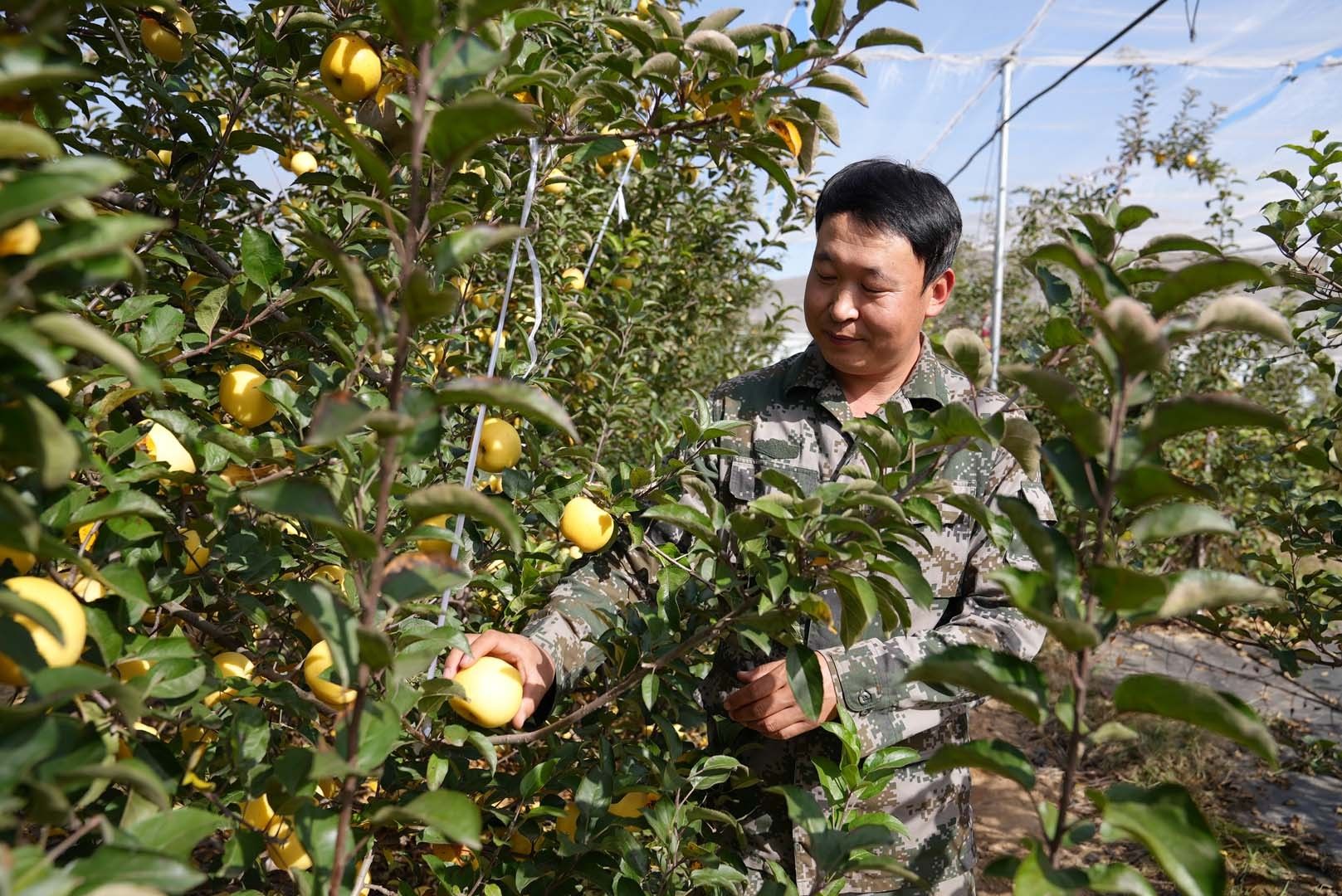 正在采摘苹果的高刚