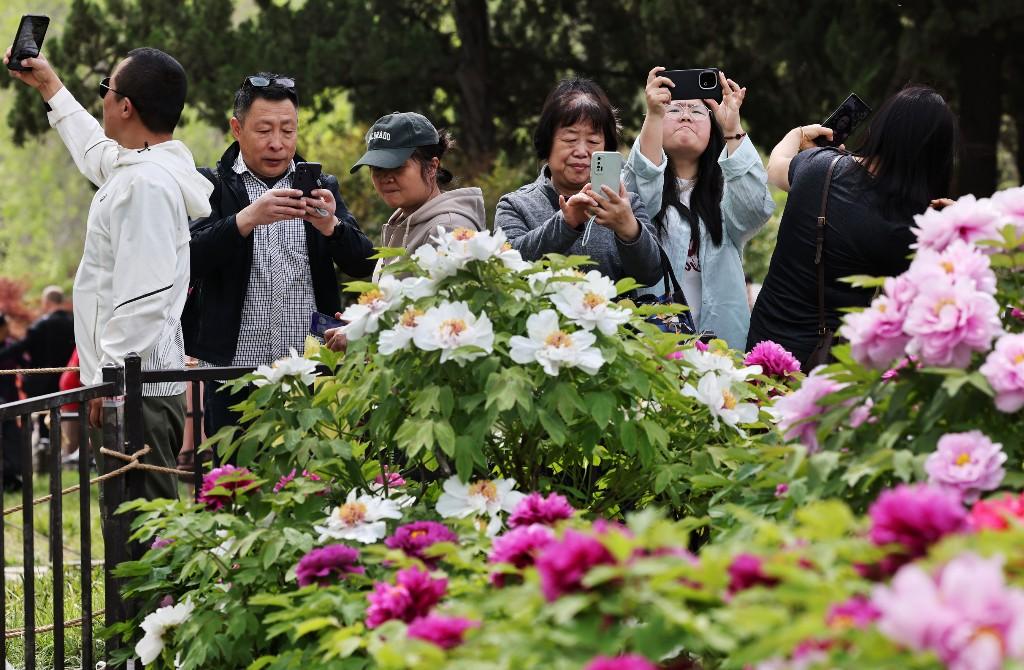 沉香亭畔花倾城 牡丹怒放醉游人(图2)