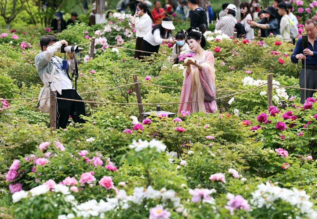 沉香亭畔花倾城 牡丹怒放醉游人(图4)