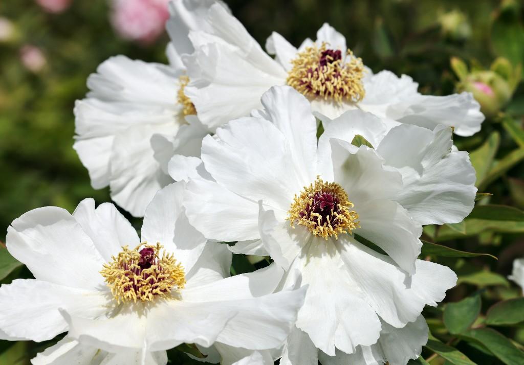 沉香亭畔花倾城 牡丹怒放醉游人(图5)