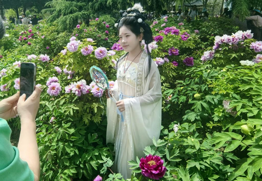 沉香亭畔花倾城 牡丹怒放醉游人(图7)