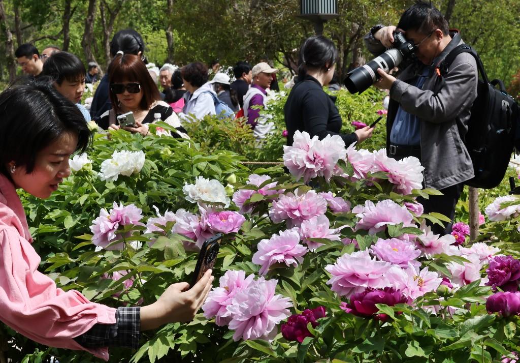 沉香亭畔花倾城 牡丹怒放醉游人(图10)