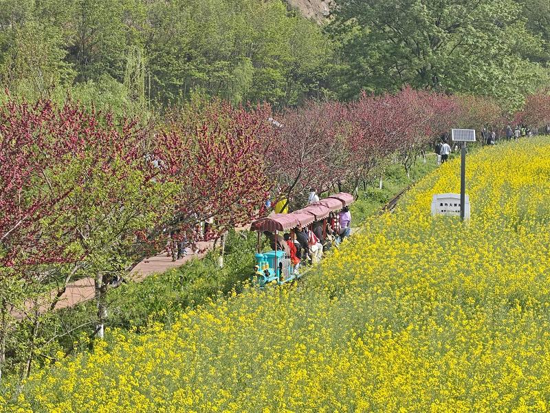 清明假期勉县文旅市场“热气腾腾”(图1)